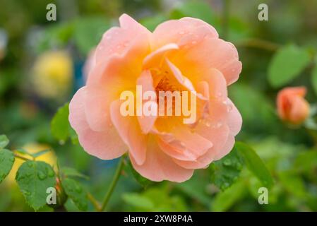 Primo piano di una morbida rosa color pesca in un giardino all'inglese in estate. Foto Stock