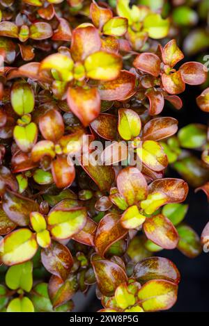 Coprosma Repens 'Pina Colada'. Una pianta sempreverde cespugliosa con fogliame lucente di verde e marrone. Foto Stock