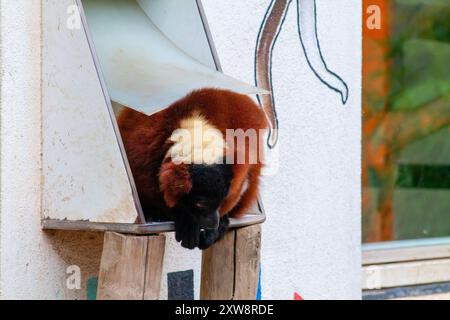 Un lembo marrone e nero che riposa in un unico involucro inclinato. Lo sfondo presenta una parete colorata con disegni astratti che esaltano la giocosa A. Foto Stock