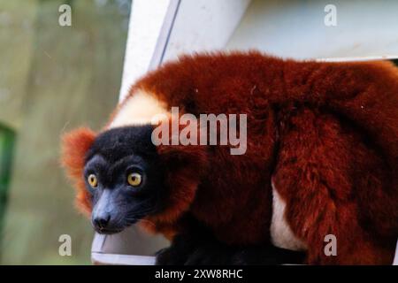 Un primo piano di un lembo rosso e nero appollaiato su una sporgenza, che mostra i suoi sorprendenti occhi gialli e la morbida pelliccia. Lo sfondo è sfocato, sottolineando il Foto Stock