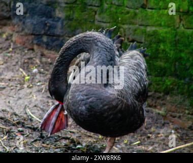 Un cigno nero che prepara le sue piume in un'area fangosa con una parete di muschio verde sullo sfondo. Foto Stock