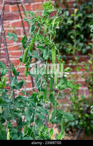 Pea Variety "Ambassador" con cialde mature in un giardino in tarda estate Foto Stock