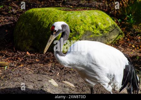 Una gru bianca con collo nero e corona rossa si erge vicino a una roccia coperta di muschio in un ambiente naturale. L'uccello si concentra sull'ambiente circostante, vetrina Foto Stock