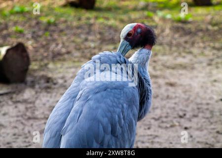 Primo piano di una gru grigia con una caratteristica testa rossa e bianca, che esalta le sue piume. Lo sfondo è sfocato e presenta un ambiente naturale con Foto Stock