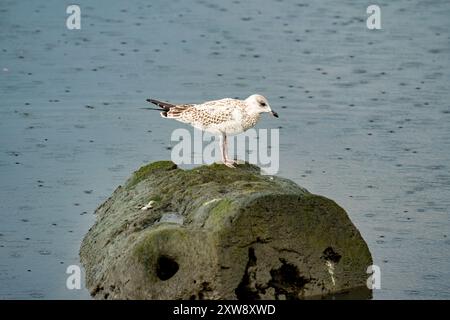 Gabbiano giovanile con becco ad anello su una roccia sotto la pioggia Foto Stock