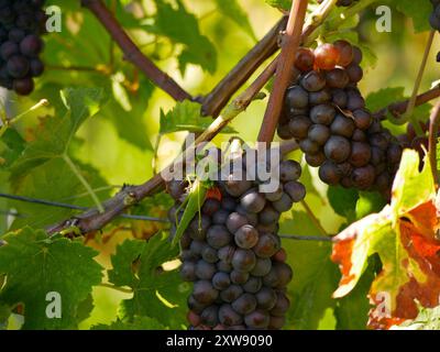 Una grande cavalletta di locuste verde Phaneroptera nana su uve da vino mature appese alla vite in foglie di uva. Primo piano di grappoli di uva rosso-blu che crescono in vite Foto Stock