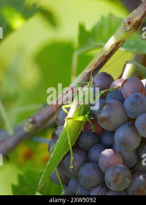 Una grande cavalletta di locuste verde Phaneroptera nana su uve da vino mature appese alla vite in foglie di uva. Primo piano di grappoli di uva rosso-blu che crescono in vite Foto Stock