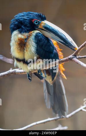 Aracari a becco pallido (Pteroglossus erythropygius) Foto Stock