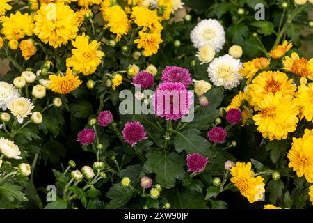 Fiori del crisantemo in fiore. Il concetto di "mamma del giardino", "giardinaggio", "autunno" e "autunno". Foto Stock