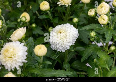 Fiore del crisantemo bianco in fiore. Il concetto di "mamma del giardino", "giardinaggio", "autunno" e "autunno". Foto Stock