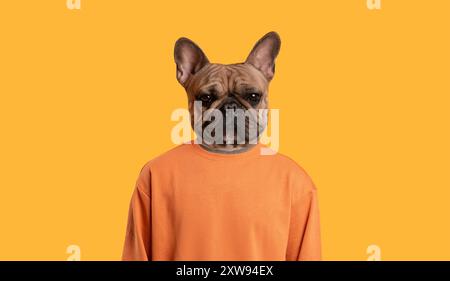 Bulldog francese che indossa la felpa arancione su sfondo giallo Foto Stock
