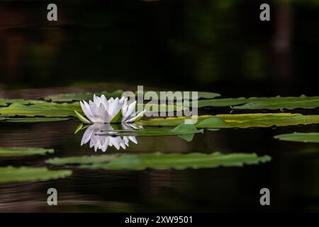 American White Water Lily (Nymphaea odorata) sul lago Nokomis nel Wisconsin, orizzontale Foto Stock