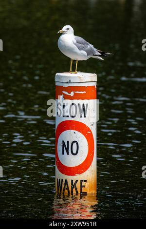 Gull con fattura ad anello (Larus delawarensis) in piedi su una lenta boa senza risveglio Foto Stock