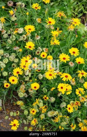 Calendula (Calendula Officinalis) con fiori di colore giallo brillante e teste di semi che si formano a fine estate. Foto Stock