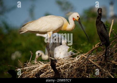 Uccello da guado eurasiatico o comune Platalea leucorodia dell’ibis e della famiglia di spatole Threskiornithidae, ampiamente diffuso in Europa, Asia e Africa, Foto Stock