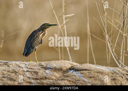 Heron striato - Butorides striata è anche l'airone di mangrovie, il piccolo airone o l'airone verde, non migratorio, che si riproduce nei tropici del Vecchio mondo da ovest Foto Stock