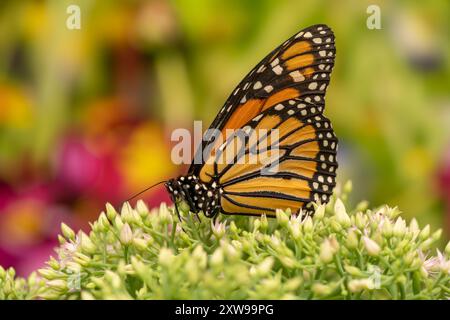 Monarca (Danaus Plexippus) sul fiore nel giardino estivo Foto Stock