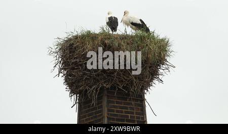 Zwei Störche sitzen in einem Nest, das auf dem Schornstein eines Hauses am Neuengammer Hausdeich gebaut wurde. Neuengamme Hamburg *** due cicogne si trovano in un nido costruito sul camino di una casa a Neuengammer Hausdeich Neuengamme Hamburg Foto Stock