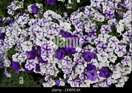 L'immagine mostra un vivace gruppo di petunie in piena fioritura. I fiori sono prevalentemente bianchi con vene viola, intervallati da viola solido Foto Stock