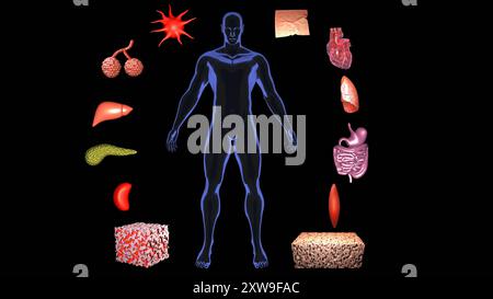 Interocezione. Corpo umano circondato da organi vitali. illustrazione di rendering 3d. Foto Stock