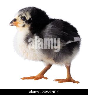 Giovane pulcino di pollo Austerlorp dai colori bianco e nero che cammina verso destra in uno studio fotografico e isolato dallo sfondo. Foto Stock