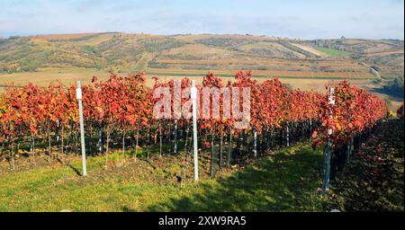 Vigneto, autunno nel vigneto, piante di vite di colore rosso, Moravia meridionale, Repubblica Ceca Foto Stock