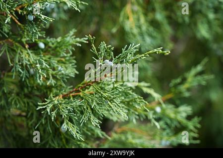 Ginepro delle Montagne Rocciose, fogliame e frutti di bosco Foto Stock