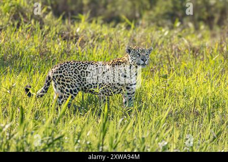 Il jaguar, un potente predatore con un caratteristico cappotto macchiato, è un cacciatore solitario originario delle foreste pluviali del Centro e del Sud America. Foto Stock