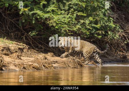 Il jaguar, un potente predatore con un caratteristico cappotto macchiato, è un cacciatore solitario originario delle foreste pluviali del Centro e del Sud America. Foto Stock