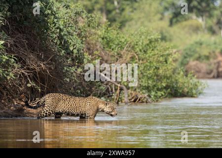 Il jaguar, un potente predatore con un caratteristico cappotto macchiato, è un cacciatore solitario originario delle foreste pluviali del Centro e del Sud America. Foto Stock