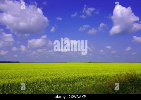 Campo di canola in blu sotto un cielo blu con nuvole bianche soffici Foto Stock