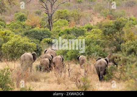 Branco di elefanti africani (Loxodonta africana) nell'habitat naturale del Parco nazionale di Kruger, Sudafrica Foto Stock