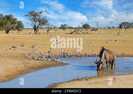 Gli GNU blu e le colombe di tartaruga del capo che bevono in un pozzo d'acqua, nel deserto del Kalahari, in Sudafrica Foto Stock