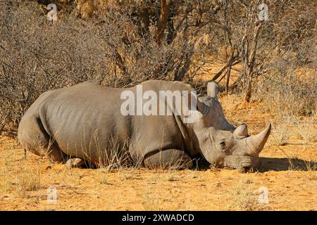Un rinoceronte bianco (Ceratotherium simum) che riposa in habitat naturale, Sudafrica Foto Stock