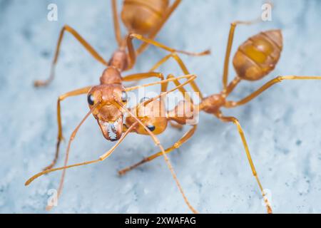 Formica rossa, Nomen Protectum sul pavimento, ripresa dall'alto. Foto Stock