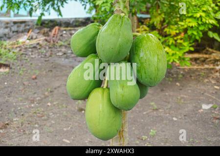 Papaya verde, o carica papaya in termine scientifico, sull'albero che cresce in fattoria, frutti asiatici tropicali in Indonesia. Foto Stock