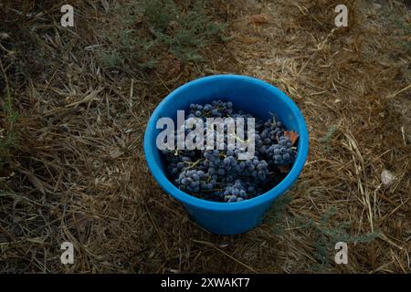 Grappoli maturi di uva Grenache appena raccolti in secchio Foto Stock