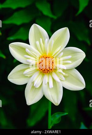 Un singolo fiore di Dahlia giallo pallido su sfondo verde scuro. Foto Stock