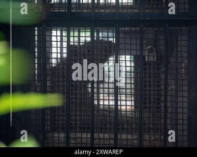 Profilo della tigre che sbadiglia dietro fili e sbarre all'interno dello zoo cinese di Chongqing Foto Stock