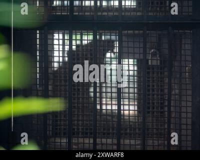 Profilo della tigre che sbadiglia dietro fili e sbarre all'interno dello zoo cinese di Chongqing Foto Stock