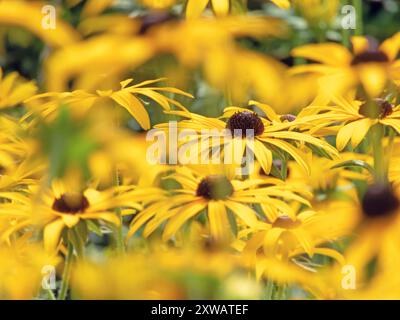 Susan dagli occhi neri con fiori gialli brillanti e primo piano sfocato. Pianta da giardino ornamentale Rudbeckia hirta. Teste di fiori di Rudbeckia con centro nero e. Foto Stock