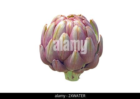 Carciofo globo commestibile isolato su bianco. Impianto agricolo di carciofi francesi o di carciofi verdi. Cynara cardunculus var. Scolymus in famiglia Aster Foto Stock