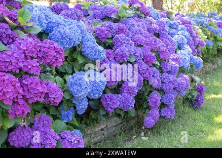 Hydrangea macrophylla arbusto ornamentale con fiori viola e blu. Siepe da giardino di Hydrangea. Teste di fiori multicolore Hortensia. Ortensie francesi fioriscono Foto Stock