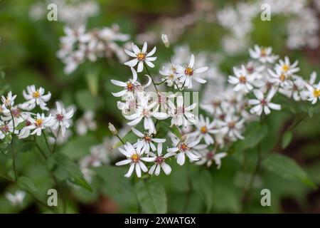 Eurybia divaricata piccoli fiori bianchi. Aster divaricatus o pianta ornamentale di aster in legno bianco nel giardino Foto Stock