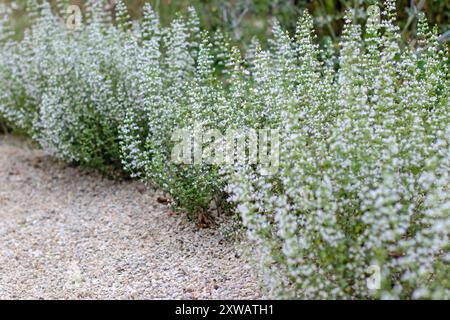 Calamint incorniciando il sentiero del giardino di ghiaia. Calamintha nepeta pianta perenne cespugliosa della famiglia della menta. Piante ornamentali con piccoli fiori bianchi delicati. Foto Stock