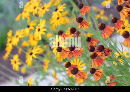 Helenium ibrido e fiori autunnali Susan dagli occhi neri o rudbeckia hirta con sfondo sfocato. Teste di fiori compositi in stile margherita arancione brillante Foto Stock