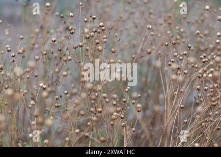 Linum usitatissimum capsule di semi secchi sul campo. Agricoltura di fibre di lino. Fonte di olio alimentare di semi di lino. Piante coltivate a lino comune. Foto Stock