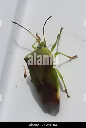 Insetto con protezione a croce rossa (Elasmostethus cruciatus) Insecta Foto Stock