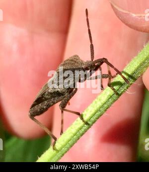 (Calcaratore Piezogaster) Insecta Foto Stock