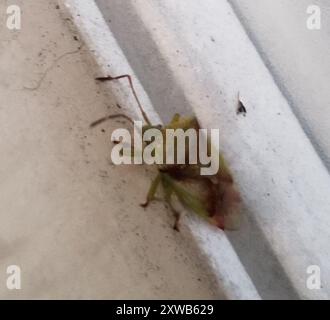 Insetto con protezione a croce rossa (Elasmostethus cruciatus) Insecta Foto Stock